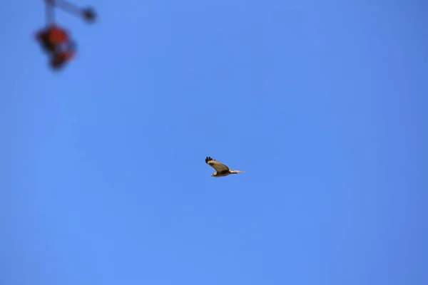 Águila Cielo Vuelo Aislado Azul —  Fotos de Stock