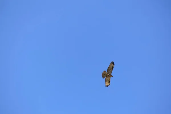 Adler Himmel Flucht Isoliert Auf Blauem Grund — Stockfoto