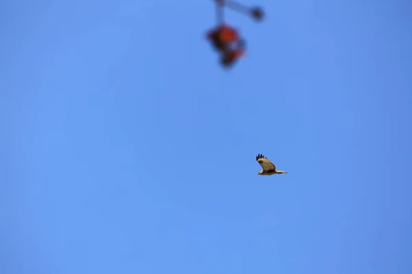 Águila Cielo Vuelo Aislado Azul —  Fotos de Stock