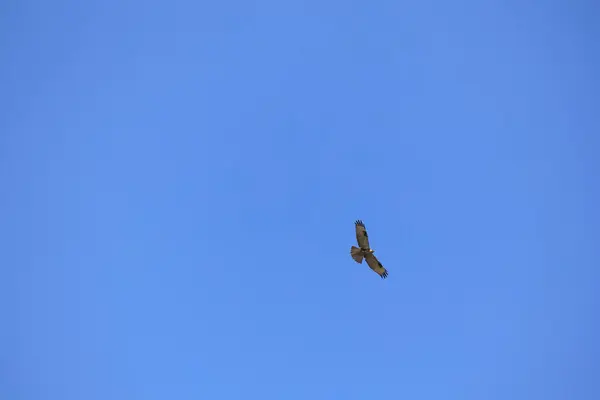 Adler Himmel Flucht Isoliert Auf Blauem Grund — Stockfoto