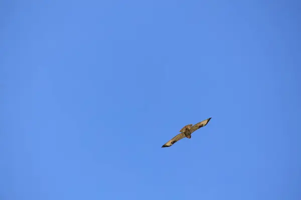 하늘의 독수리 하늘을 — 스톡 사진