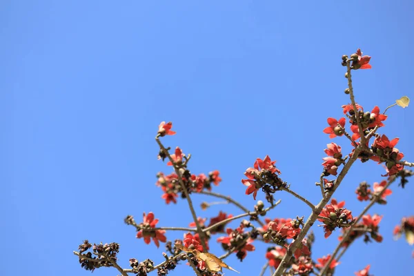 stock image Branch of blossoming Bombax ceiba tree or Red Silk Cotton Flower