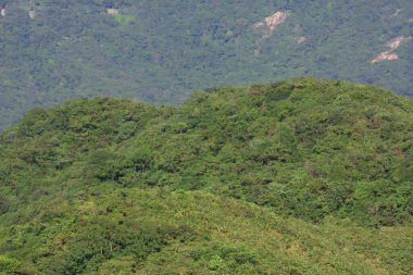 Violet Hill 'in Doğa Bakış Alanı Hong Kong 29 Kasım 2008