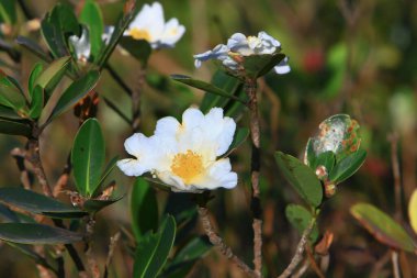Violet Hill 'in Doğa Bakış Alanı Hong Kong 29 Kasım 2008