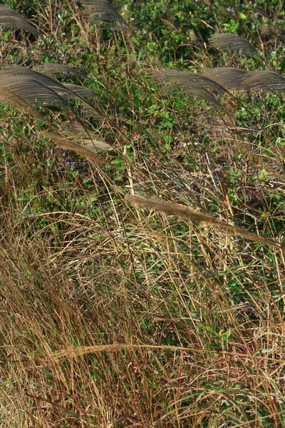 Sentiero Violet Hill Vista Della Natura Hong Kong Nov 2008 — Foto Stock