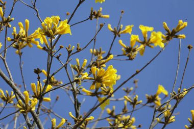 Güzel bir Tabebuia chrysantha çiçeği ağaç mavisi gökyüzünde açar. 