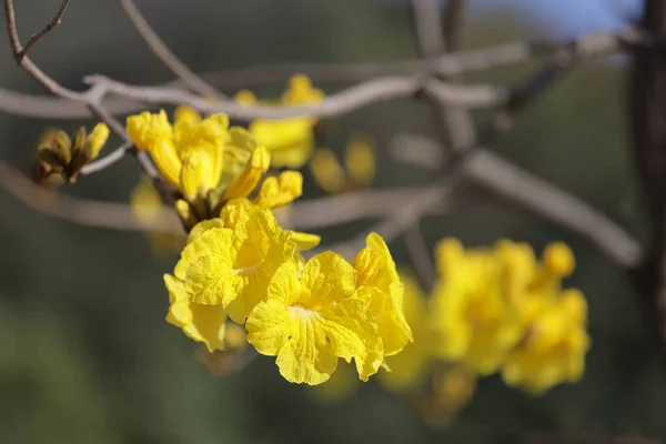 Güzel Bir Tabebuia Chrysantha Çiçeği Ağaç Mavisi Gökyüzünde Açar — Stok fotoğraf