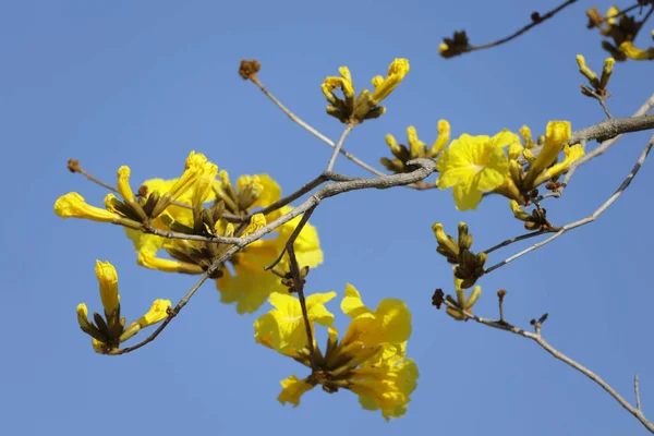 Güzel Bir Tabebuia Chrysantha Çiçeği Ağaç Mavisi Gökyüzünde Açar — Stok fotoğraf