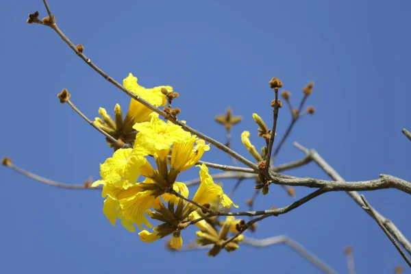 Güzel Bir Tabebuia Chrysantha Çiçeği Ağaç Mavisi Gökyüzünde Açar — Stok fotoğraf