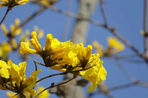 Güzel Bir Tabebuia Chrysantha Çiçeği Ağaç Mavisi Gökyüzünde Açar — Stok fotoğraf