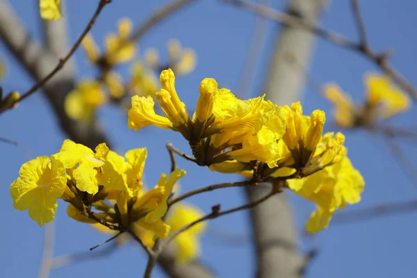 Güzel Bir Tabebuia Chrysantha Çiçeği Ağaç Mavisi Gökyüzünde Açar — Stok fotoğraf