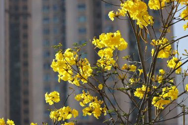 Güzel bir Tabebuia chrysantha çiçeği ağaç mavisi gökyüzünde açar. 