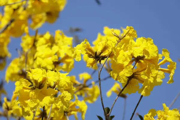 Güzel Bir Tabebuia Chrysantha Çiçeği Ağaç Mavisi Gökyüzünde Açar — Stok fotoğraf