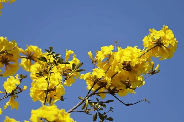 Güzel Bir Tabebuia Chrysantha Çiçeği Ağaç Mavisi Gökyüzünde Açar — Stok fotoğraf