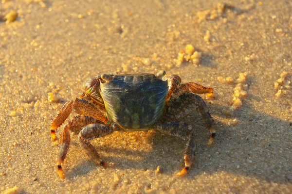 Juni 2008 Zon Ondergegaan Het Pak Nai Wetland Gebied Hong — Stockfoto