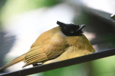 Yuen Long Park 'ta bir Kuşhane Pagoda 21 Haziran 2008 