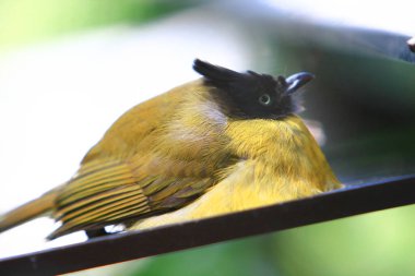 Yuen Long Park 'ta bir Kuşhane Pagoda 21 Haziran 2008 