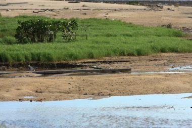 21 Haziran 2008 'de Pak Nai bataklıklarında güneş battı. Hong Kong.