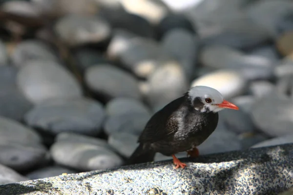 園内にある鳥獣塔2008年6月21日 — ストック写真