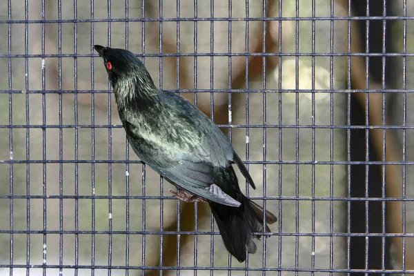 Aviary Pagoda Yuen Long Parku Června 2008 — Stock fotografie