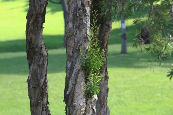 Big Tree Nature Outdoor June 2008 — Stock Photo, Image