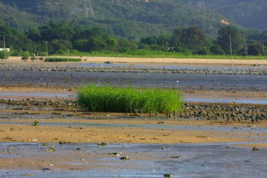 21 Haziran 2008 'de Pak Nai bataklıklarında güneş battı. Hong Kong.