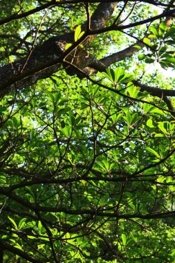 11 Ekim 2008 Doğadaki büyük ağaç