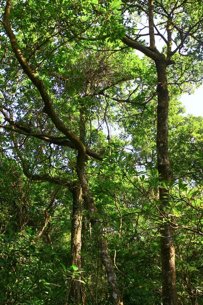 Ekim 2008 Doğadaki Büyük Ağaç — Stok fotoğraf