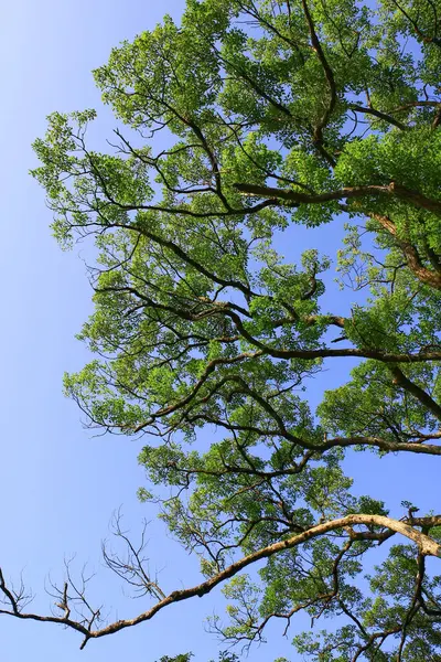 Ekim 2008 Doğadaki Büyük Ağaç — Stok fotoğraf