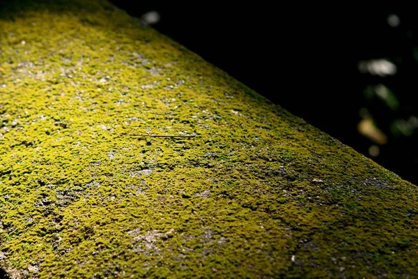 Textura Verde Musgo Fundo Moss Musgo Verde Textura Grunge Out — Fotografia de Stock
