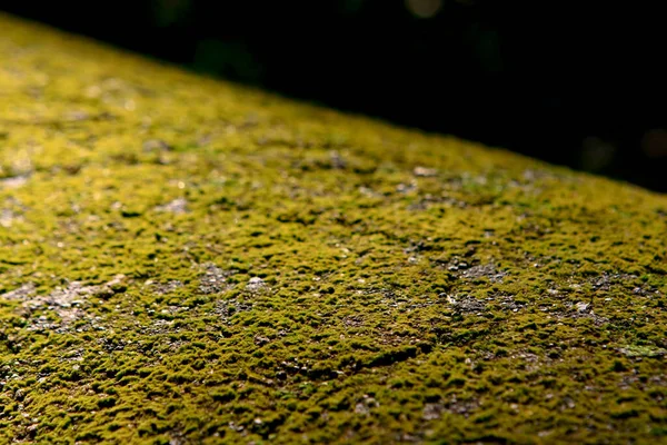 Textura Verde Musgo Fondo Musgo Musgo Verde Sobre Textura Grunge — Foto de Stock