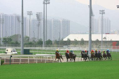 Bir At Yarışı. Shatin, Hong Kong 12 Ekim 2008 
