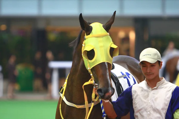 Cheval Avec Jockey Jockey Monte Sur Cheval Prépare Pour Course — Photo