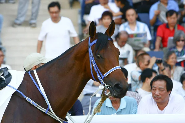 Okt 2008 Belangrijkste Race Voor Jockeys Eigenaren Van Hele Wereld — Stockfoto