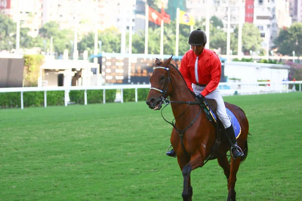 Říj 2008 Koňské Dostihy Populární Sport — Stock fotografie