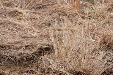 23 Nisan 2008 'de Hong Kong' da sahil manzarası