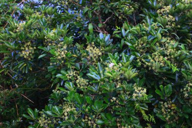 Ada rezervuarı, Sai Kung, Hong Kong. 16 Kasım 2008