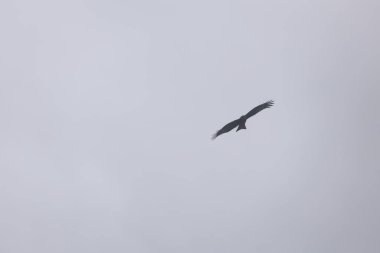 Gökyüzündeki Kartal. Hong Kong 'da bahar geldi.