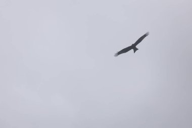 Gökyüzündeki Kartal. Hong Kong 'da bahar geldi.