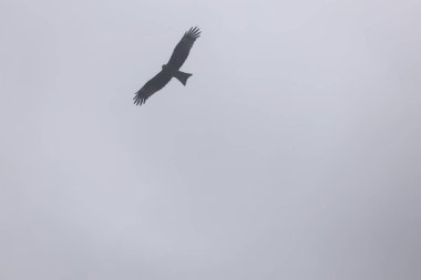 Gökyüzündeki Kartal. Hong Kong 'da bahar geldi.