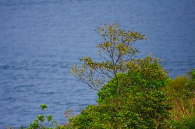 Doğadaki büyük ağaç.