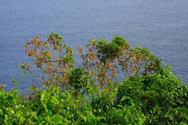 Doğadaki büyük ağaç.