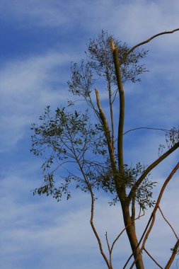 Doğadaki büyük ağaç.