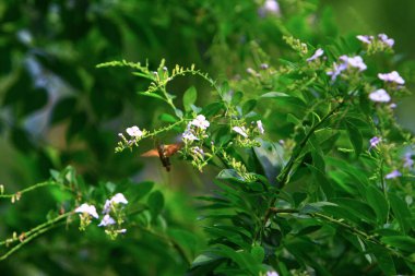  Hong Kong 'un dışındaki doğa bitkileri 28 Eylül 2008