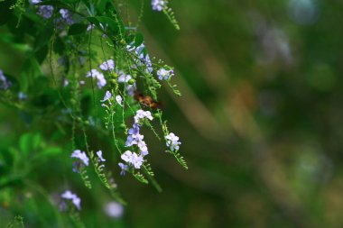  Hong Kong 'un dışındaki doğa bitkileri 28 Eylül 2008