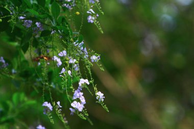  Hong Kong 'un dışındaki doğa bitkileri 28 Eylül 2008