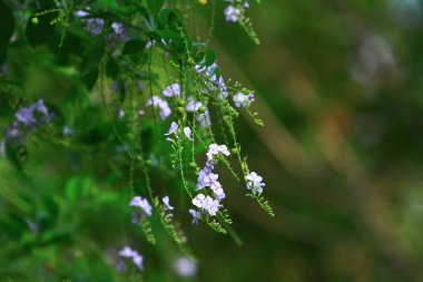  Hong Kong 'un dışındaki doğa bitkileri 28 Eylül 2008