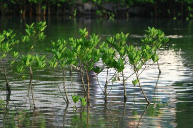  Mangrove Ormanı Sai kung Hong Kong 28 Eylül 2008