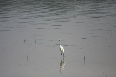 Sai kung körfezindeki balıkçıl, Hong Kong 28 Eylül 2008 