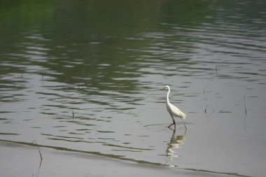 Sai kung körfezindeki balıkçıl, Hong Kong 28 Eylül 2008 